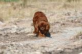 CAVALIER KING CHARLES 050